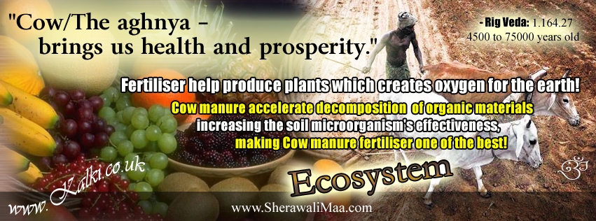 K_fbcovers_Scriptural_Cows_004.jpg