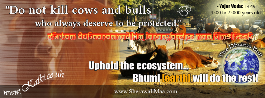 K_fbcovers_Scriptural_Cows_005.jpg